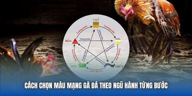 Cách chọn màu mạng gà đá theo ngũ hành từng bước