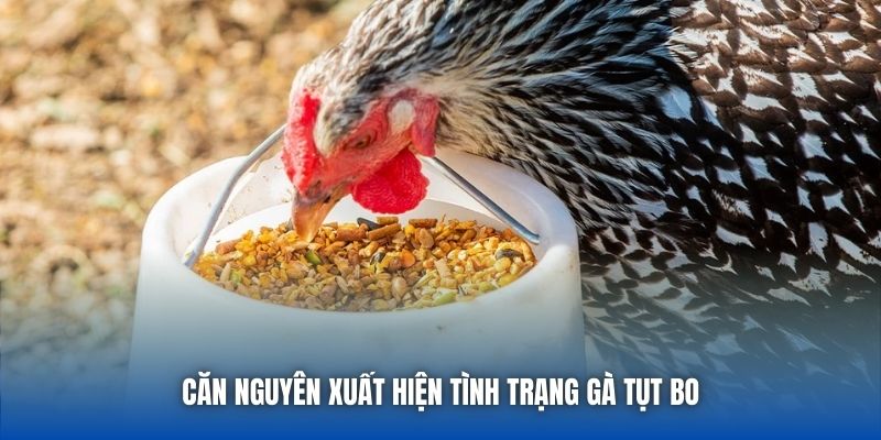 Căn nguyên xuất hiện tình trạng gà tụt bo