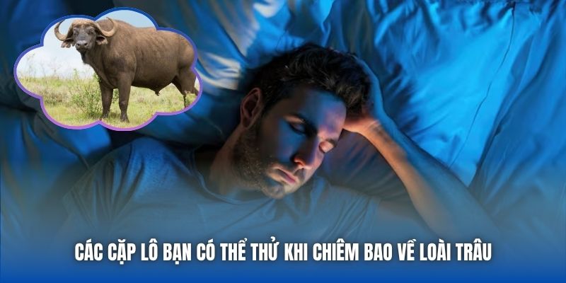 Các cặp lô bạn có thể thử khi chiêm bao về loài trâu